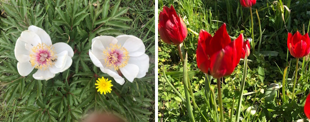 bloemenreis-kreta-stripje-3