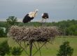 ooievaars op nest in Polen