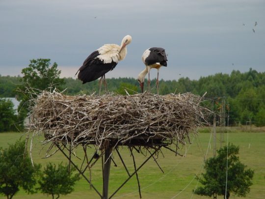 ooievaars op nest in Polen