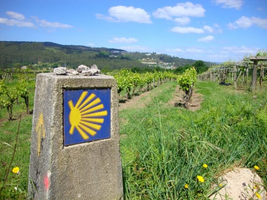 wegwijzerpaaltje van de camino naar Santiago in druivengaard in Noord Portugal.