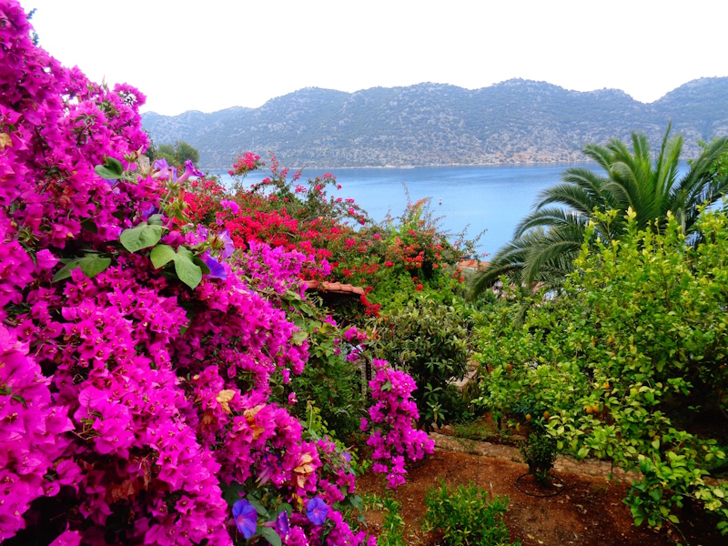 Kleurrijke bloemen met uitzicht op zee en op de heuvels op de Lycian way